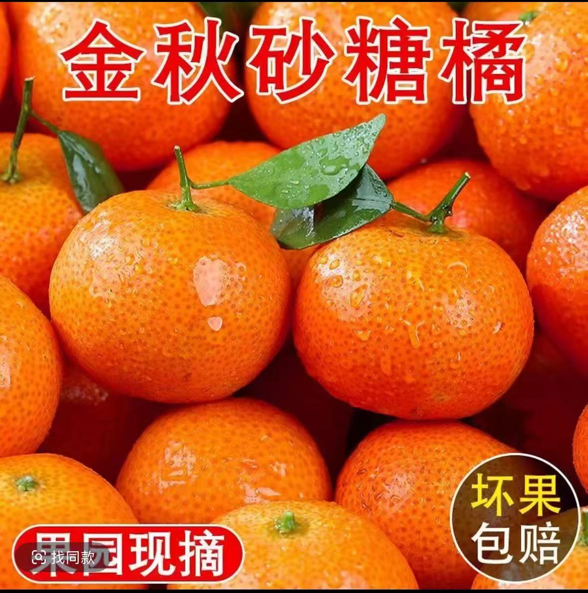 新鲜采摘五斤装金秋砂糖橘自家果园产皮薄多汁 水多新鲜