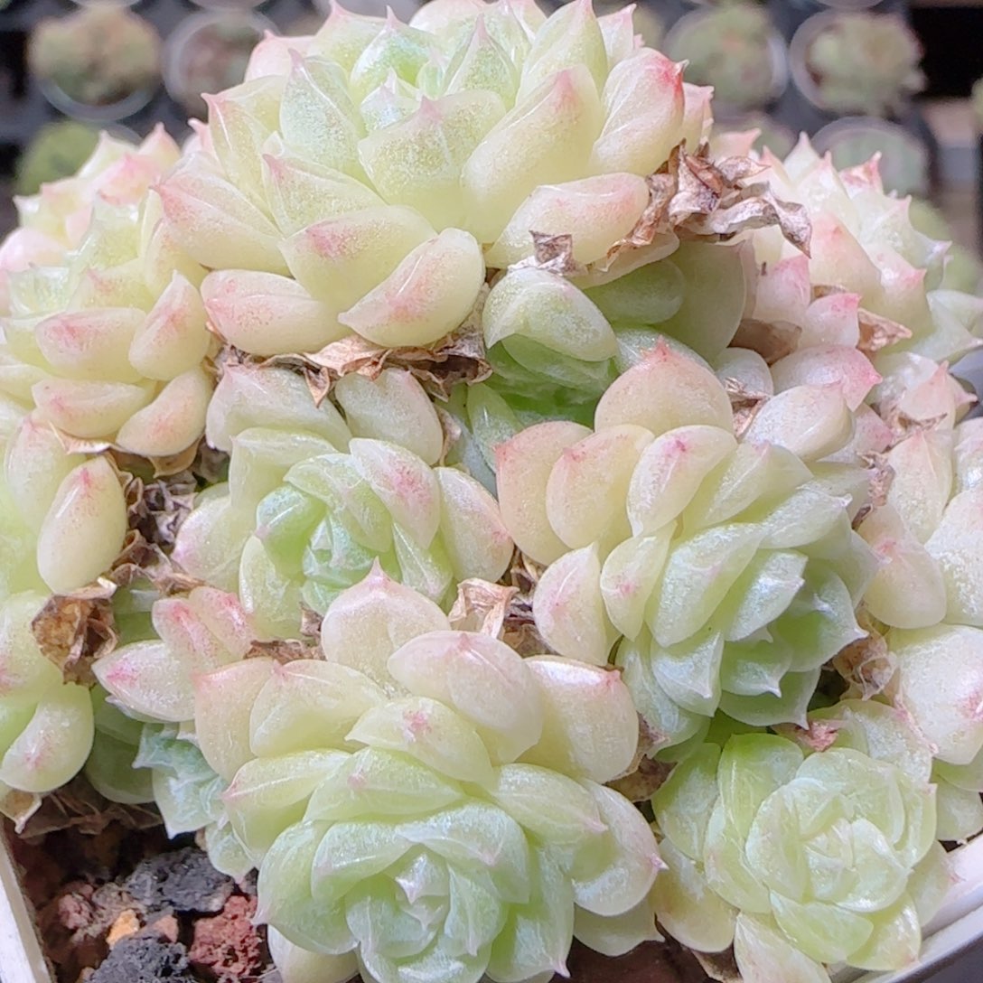 花语逸镜1028-524散