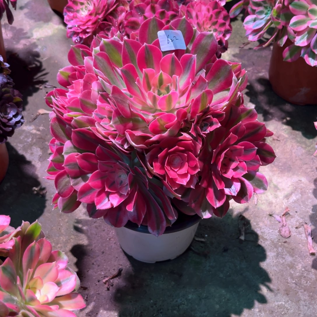 多肉植物女巫622