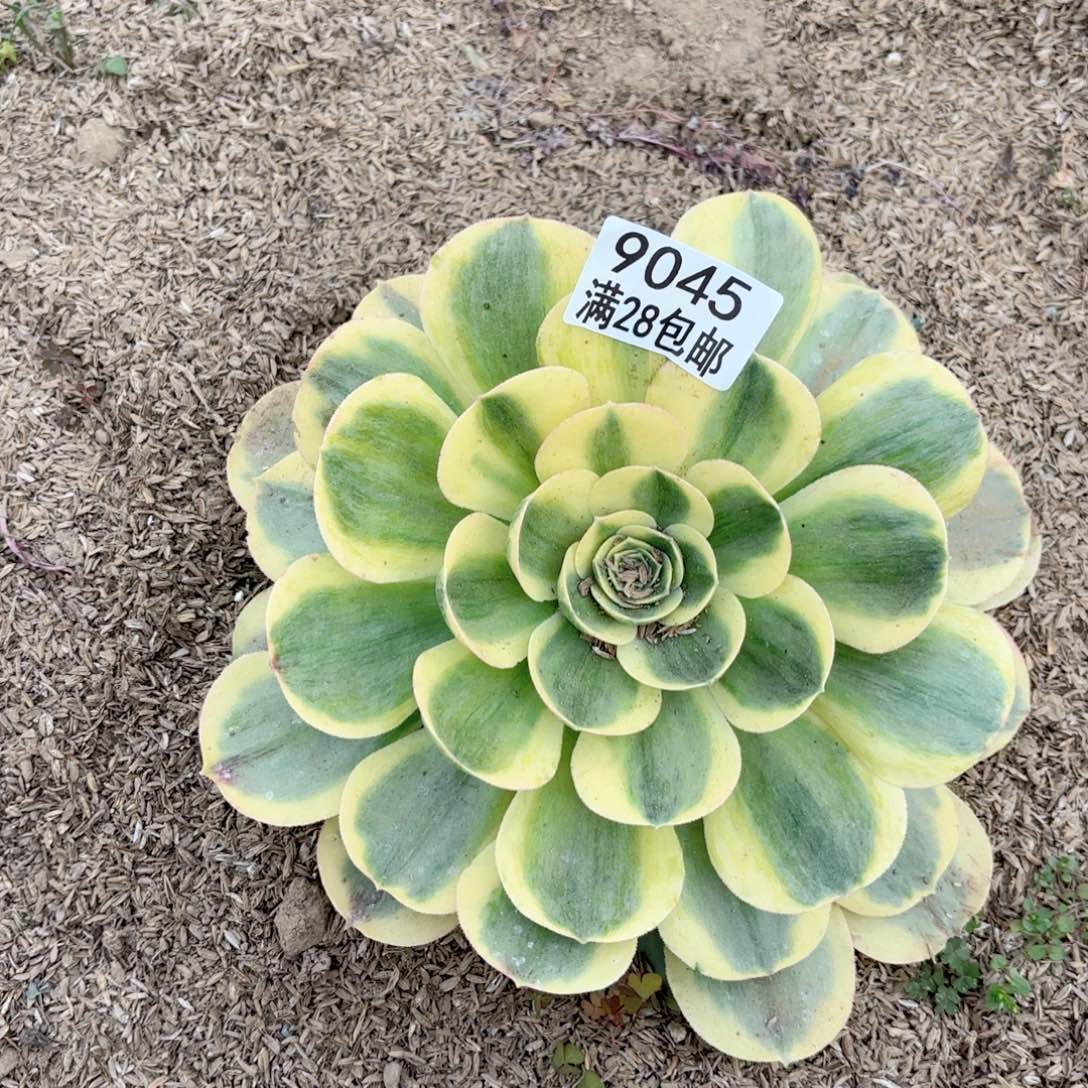 H.   9045香炉盘多肉