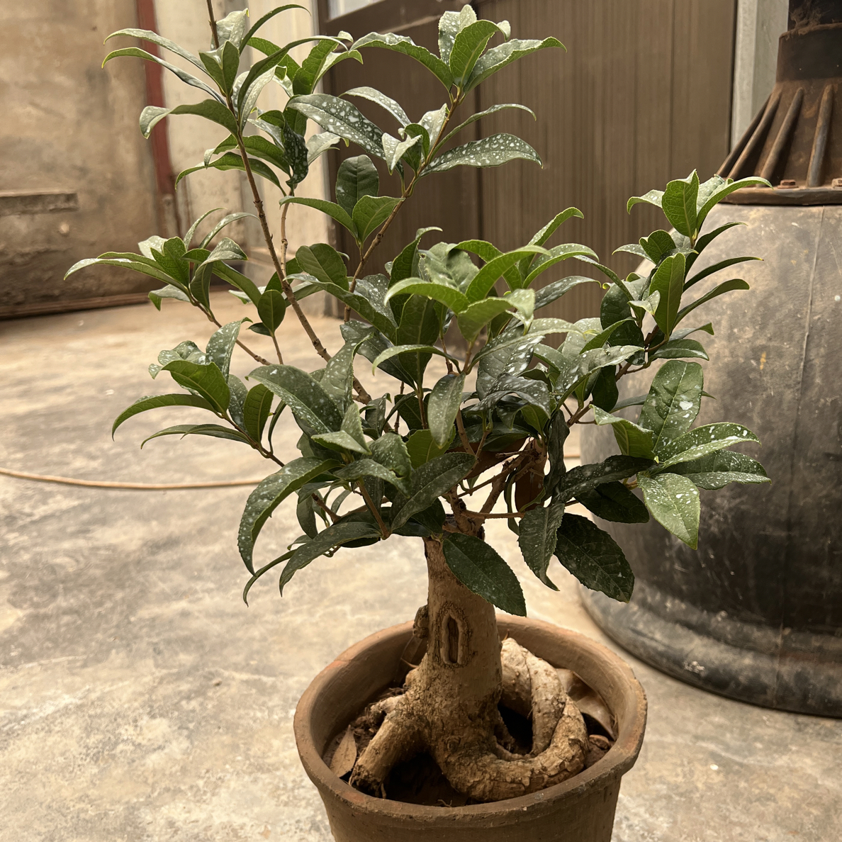 易活桂花盆栽造型苗木绿植室内阳台四季可养盆景老桩