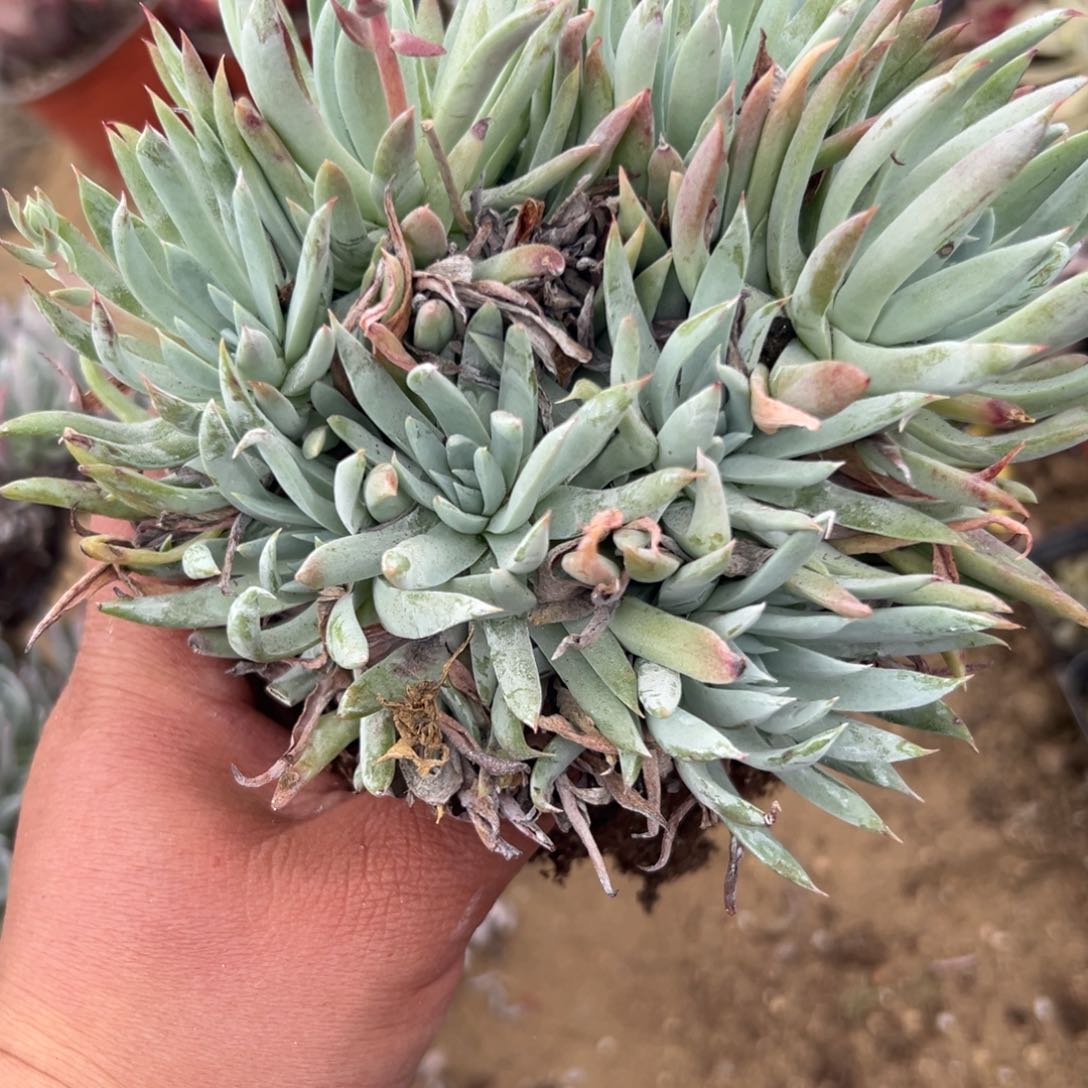 多肉植物多肉植物