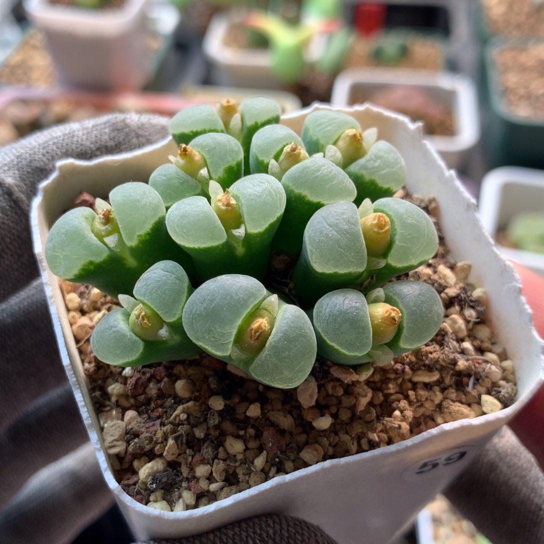 蒙*蒙59号风铃母本一颗