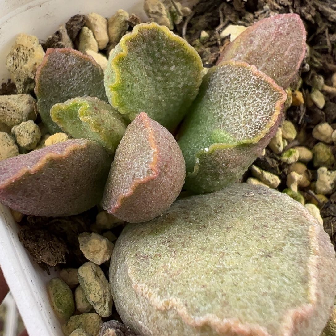 实生新品多肉植物水泡