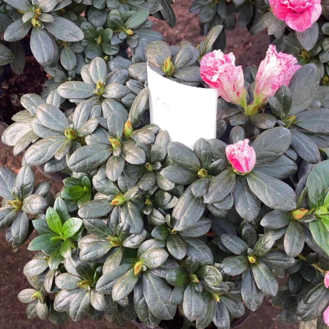 完全开放特色花卉8