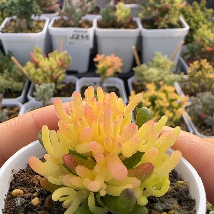 219-假飞机猪植物枝干