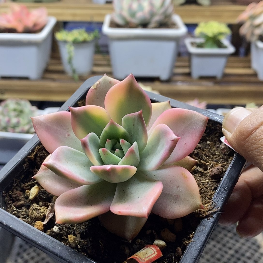 21187 卡梅拉覆轮锦