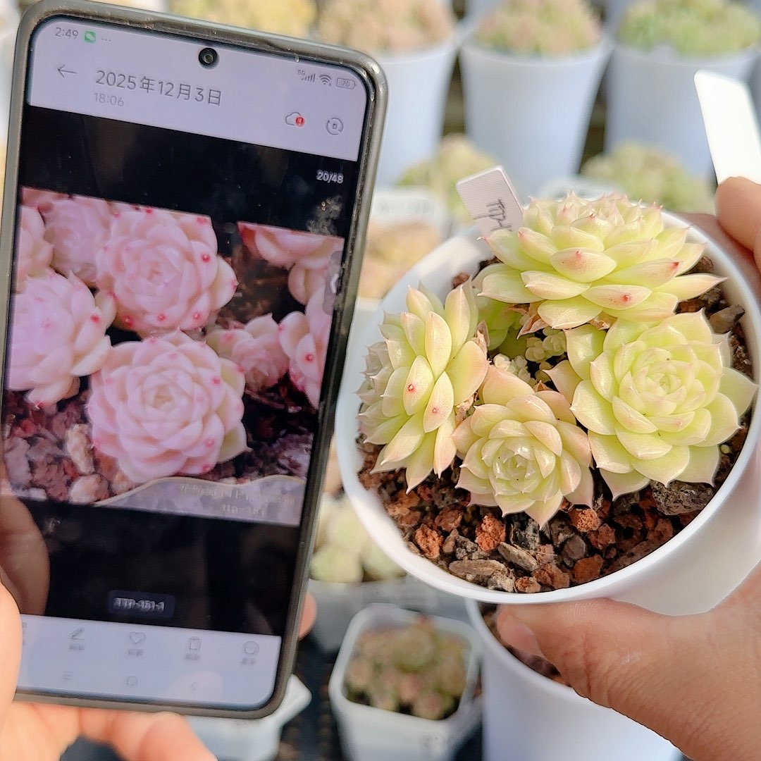 1204-82（ttp-151-1）