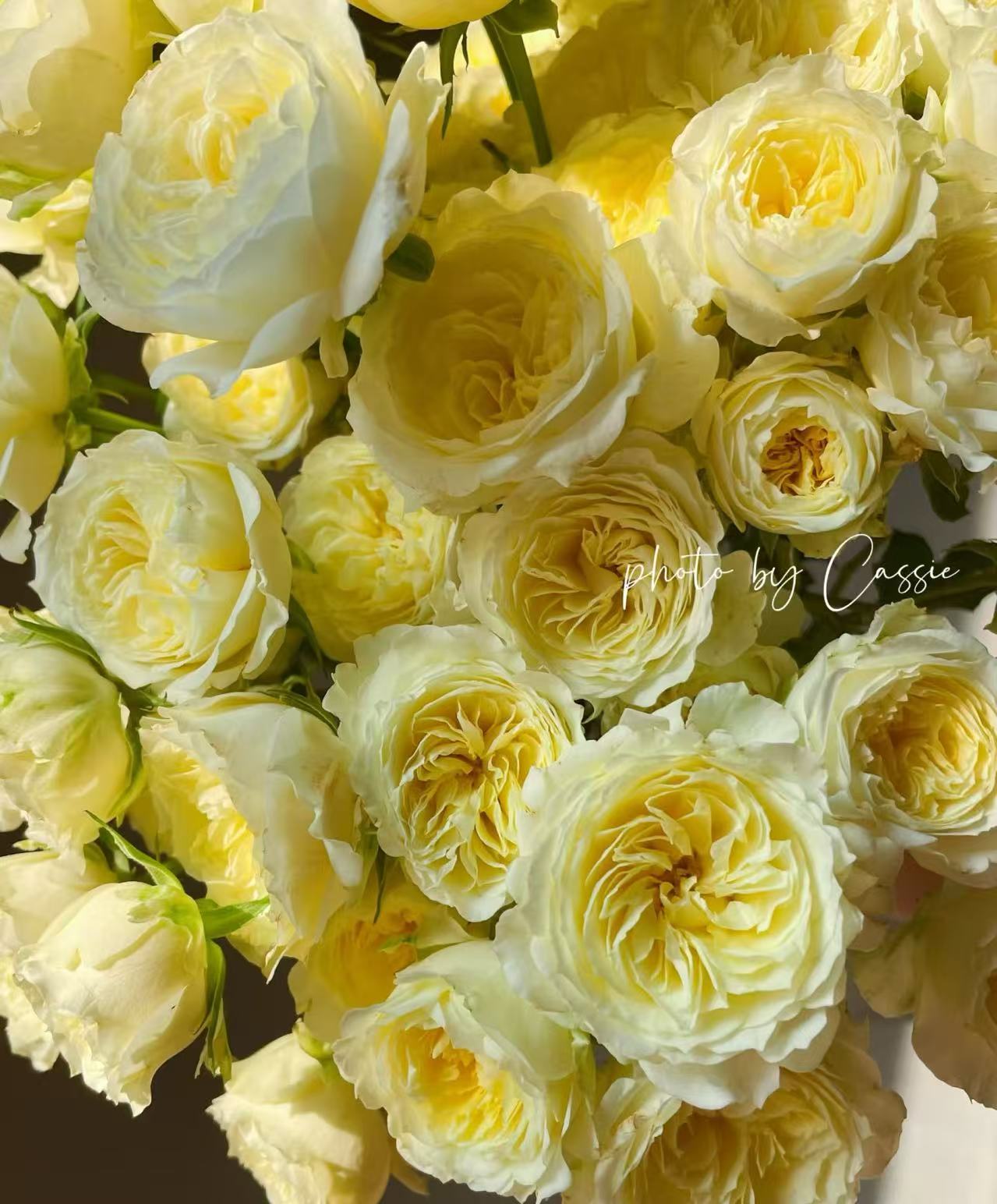 【暖暖多头玫瑰】云南基地直发