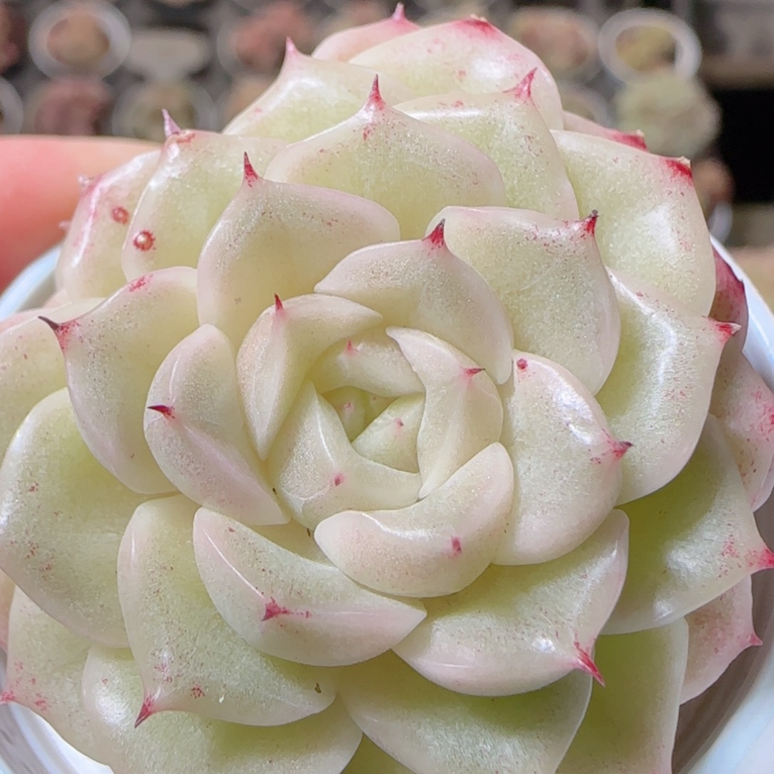 花语多肉1212-352白玉魔仙麦秆