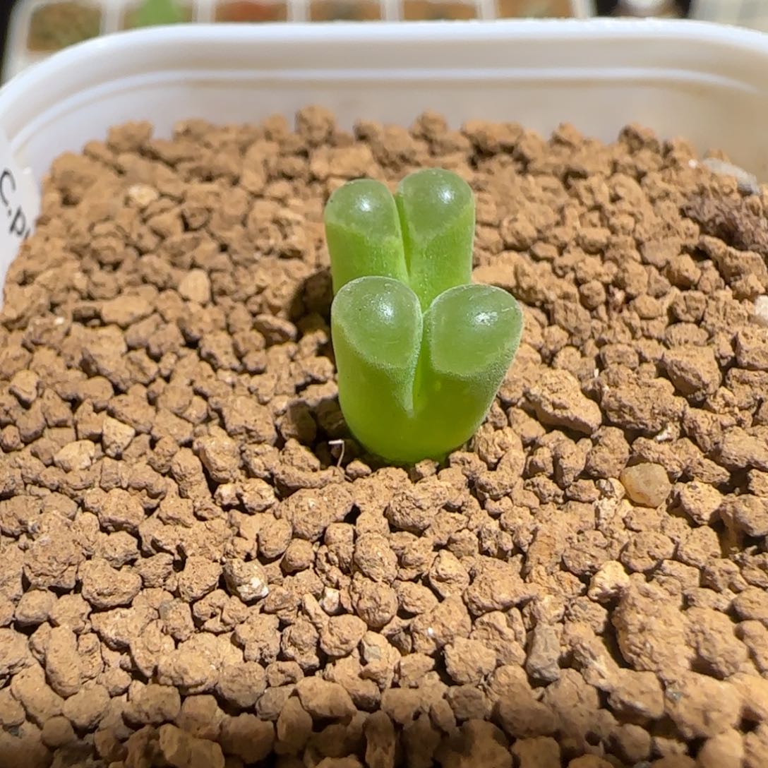 肉锥多肉植物组合-极窗793
