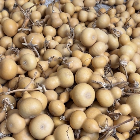 菩提葫芦啊葫芦啊葫芦啊葫芦呀