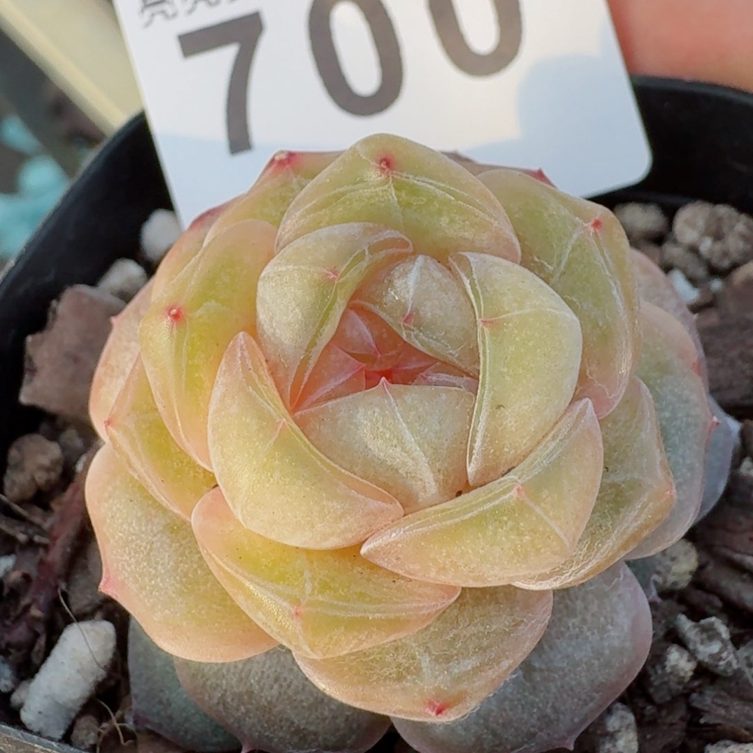 柔美珍妮         精品多肉