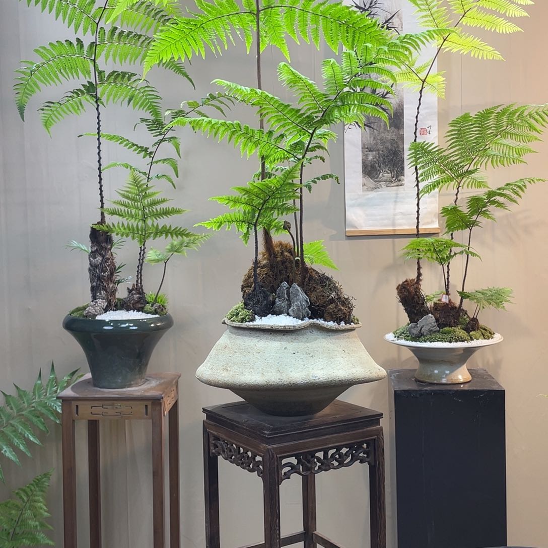 【闪购商品】颤*蕨类植物