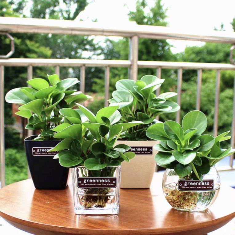 豆瓣绿室内清爽水培植物青叶碧玉桌面很好水养盆栽鲜嫩