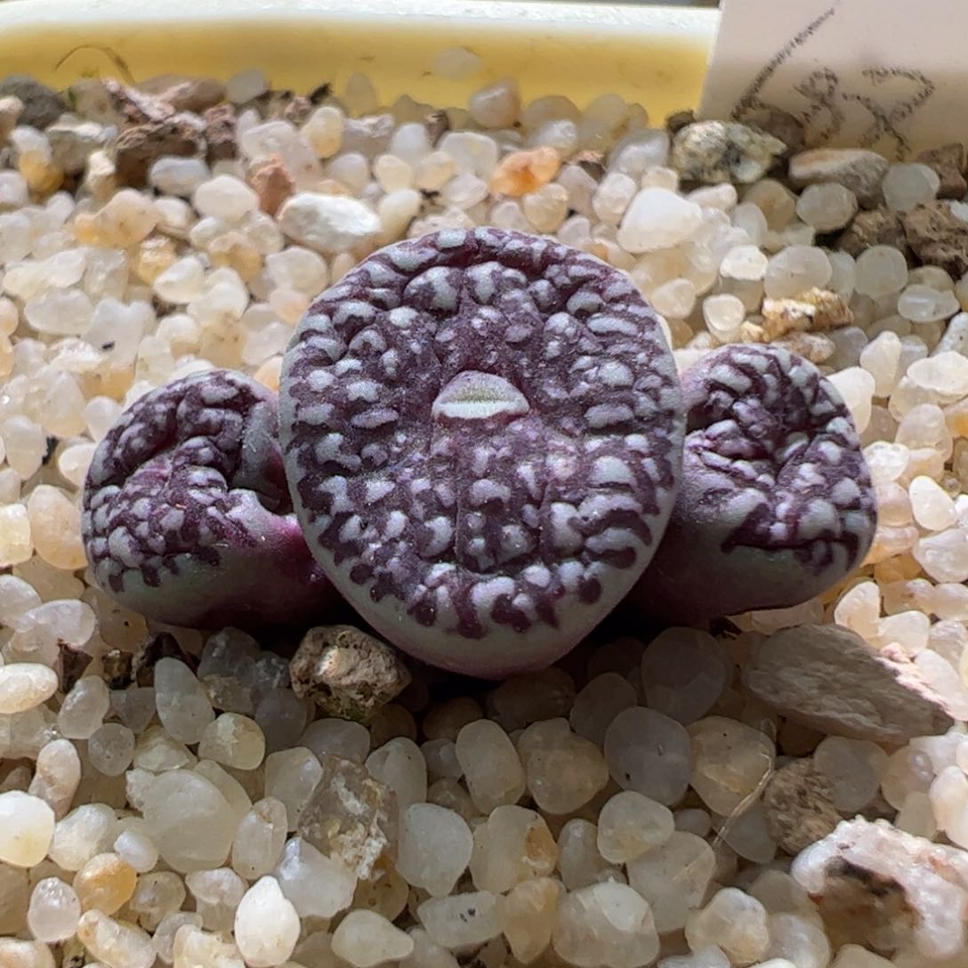 精品墨一颗789。  