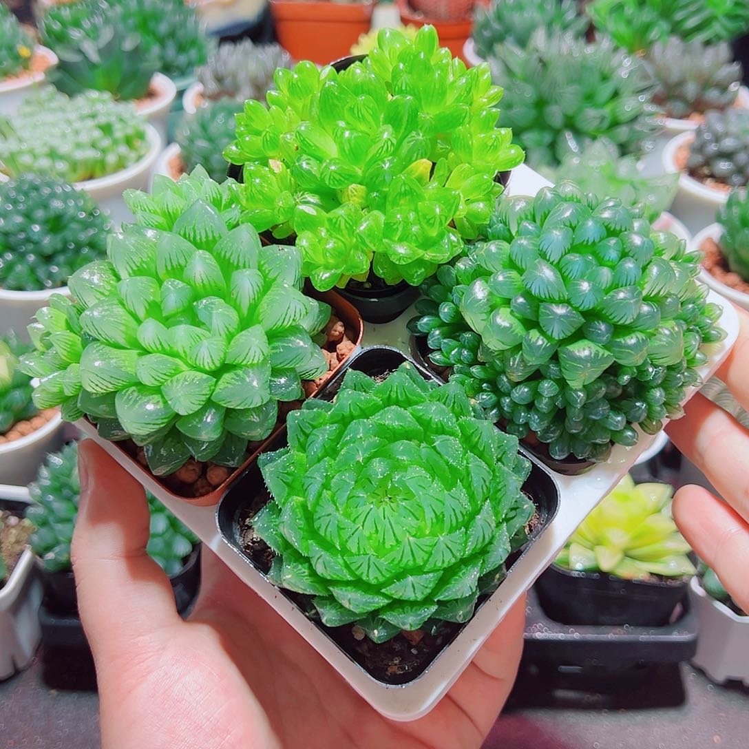 樱水晶姬玉露群雪花水晶草原盆土