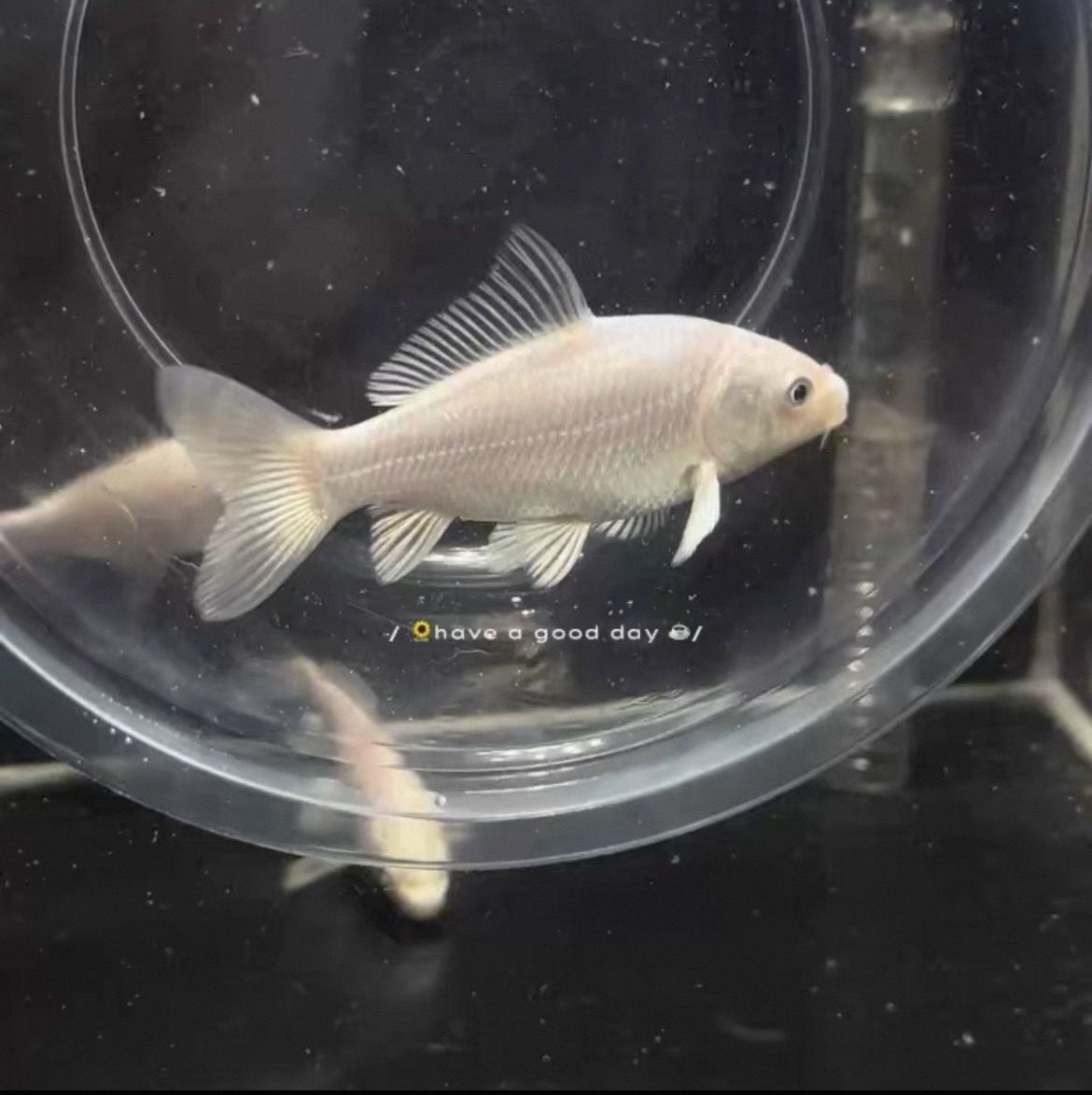 精挑台湾白蝴蝶鲤鱼普身苗子大鳍长尾高端冷水鱼