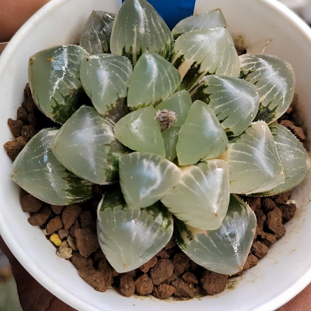 96号 糯玉露 7.5厘米左右一物一拍带盆