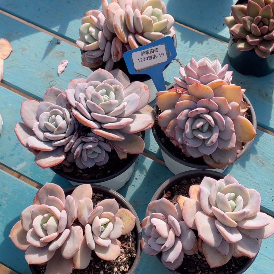 1230-19-韩版奶茶天花板一颗