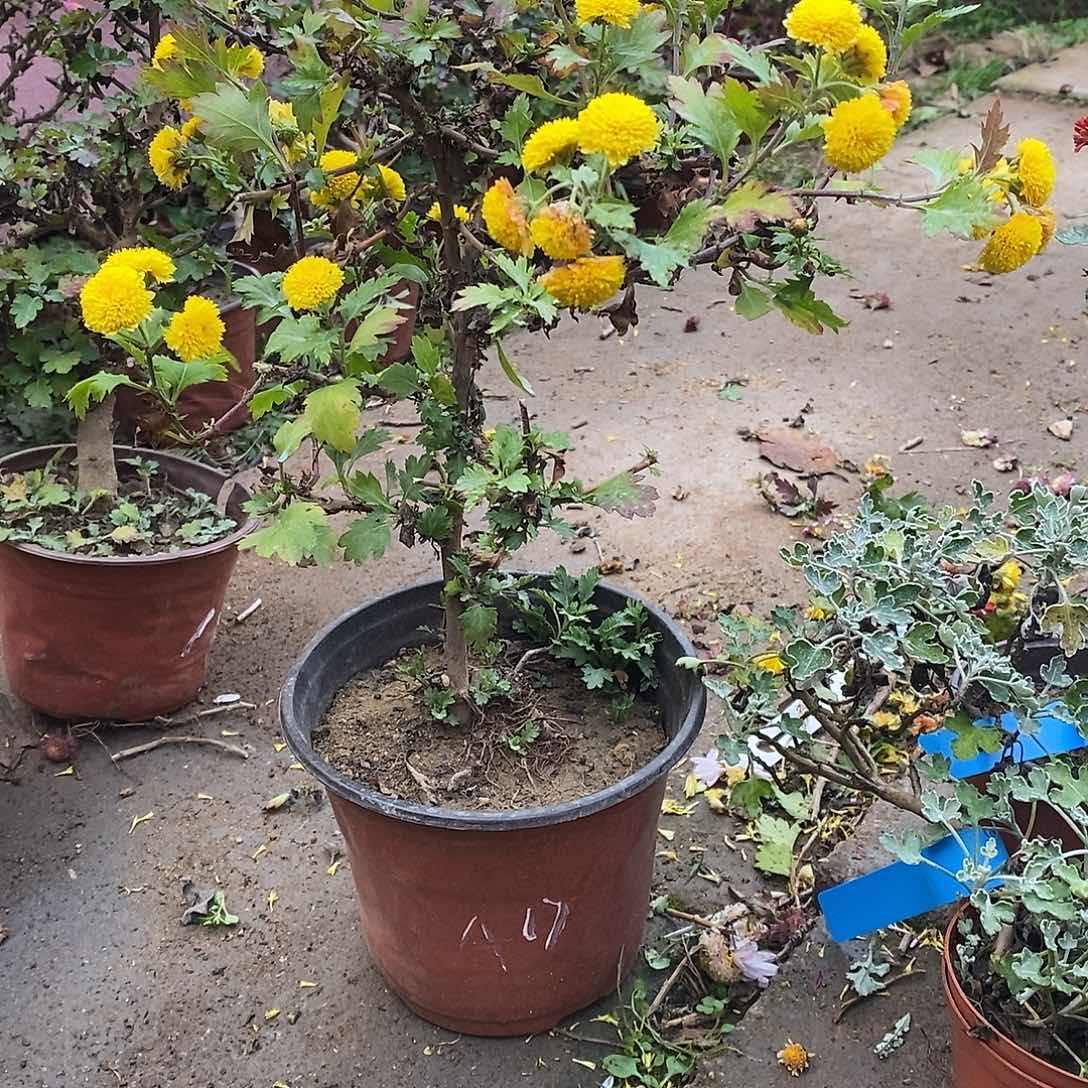 福***室完全开放菊花菊花