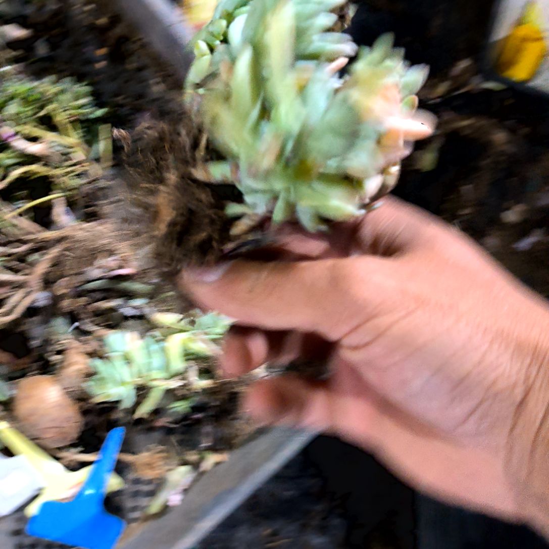 霞*汐满6元包邮，小人姬加树冰一物一拍无售后