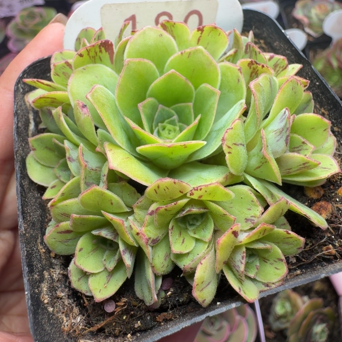 楹楹-180璀璨-冠幅  6cm