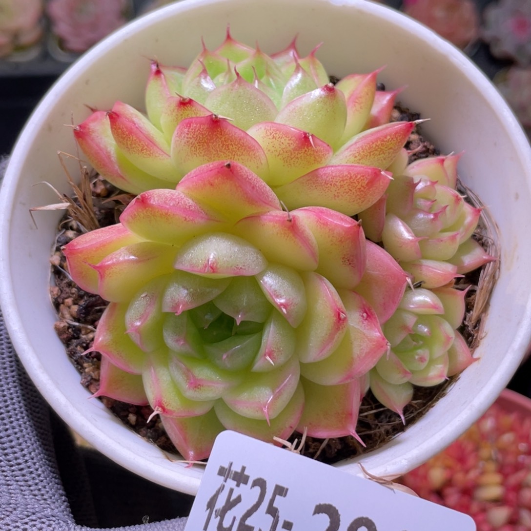 花利美25-281麦秆