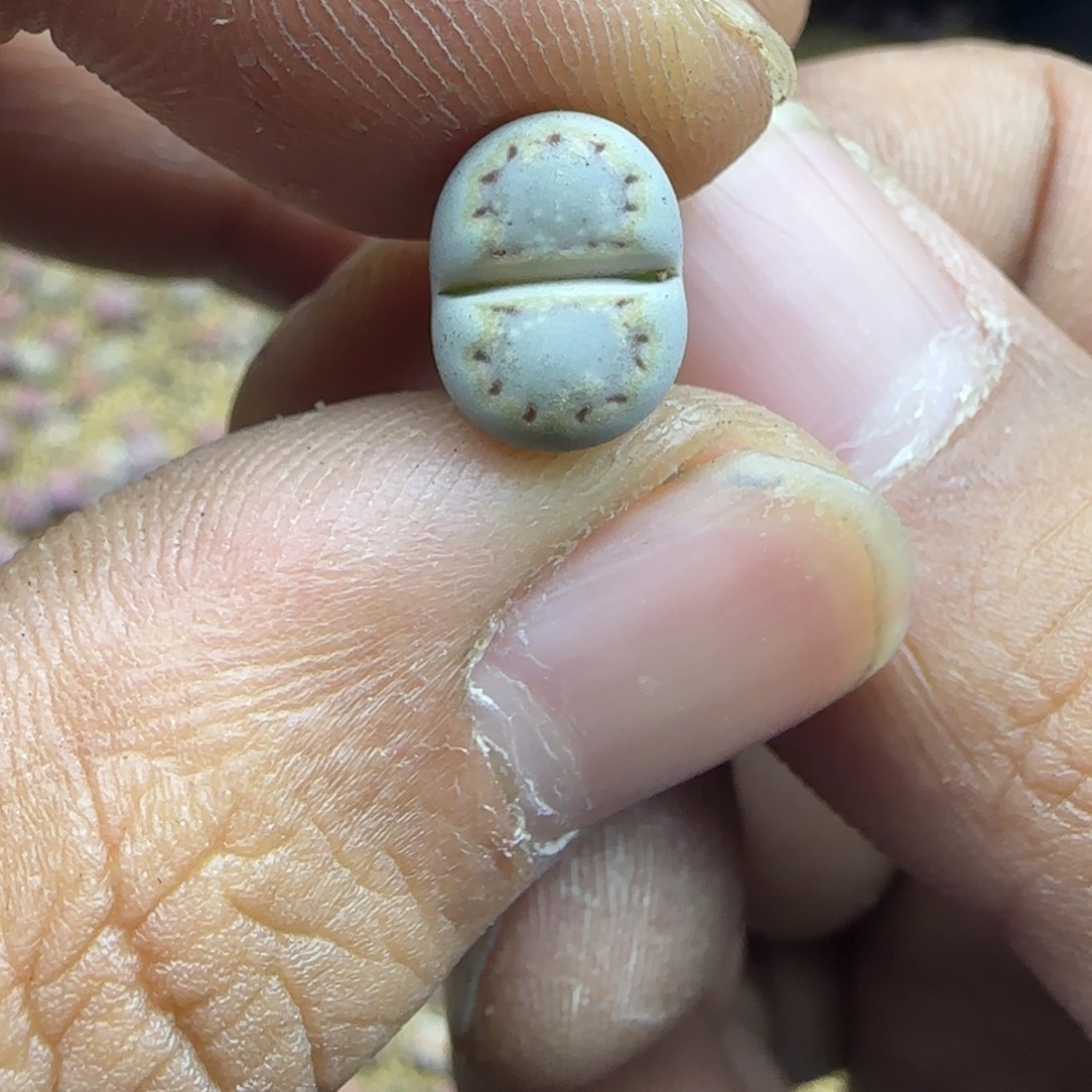 159 生石花大棚直播