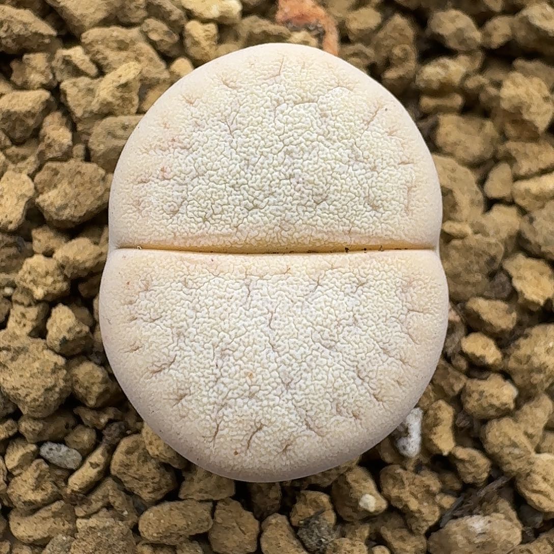 288多肉哈哈哈哈哈哈