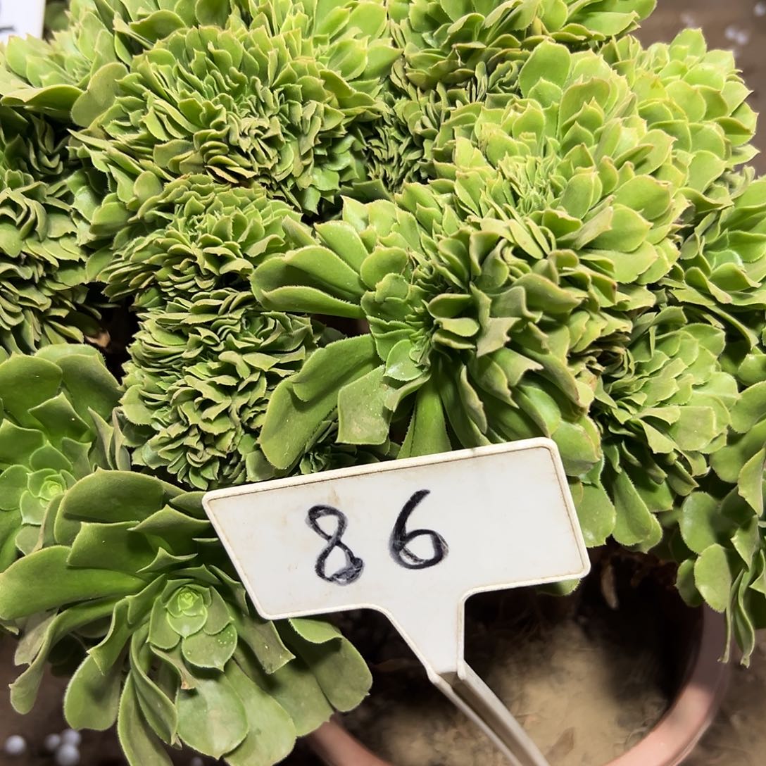 多肉86植物绿羊绒缀花