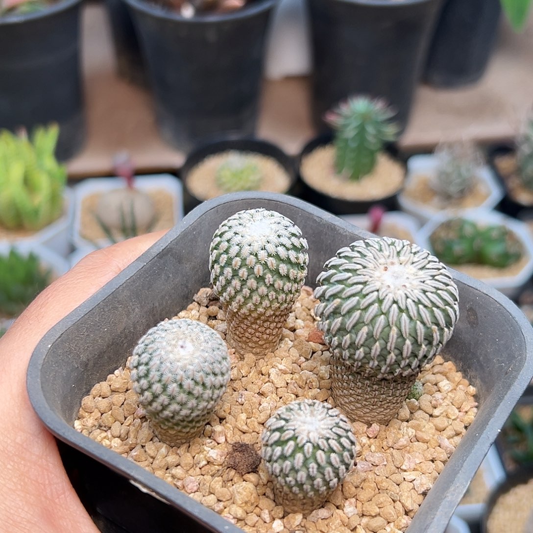 精巧殿实生球一盆     