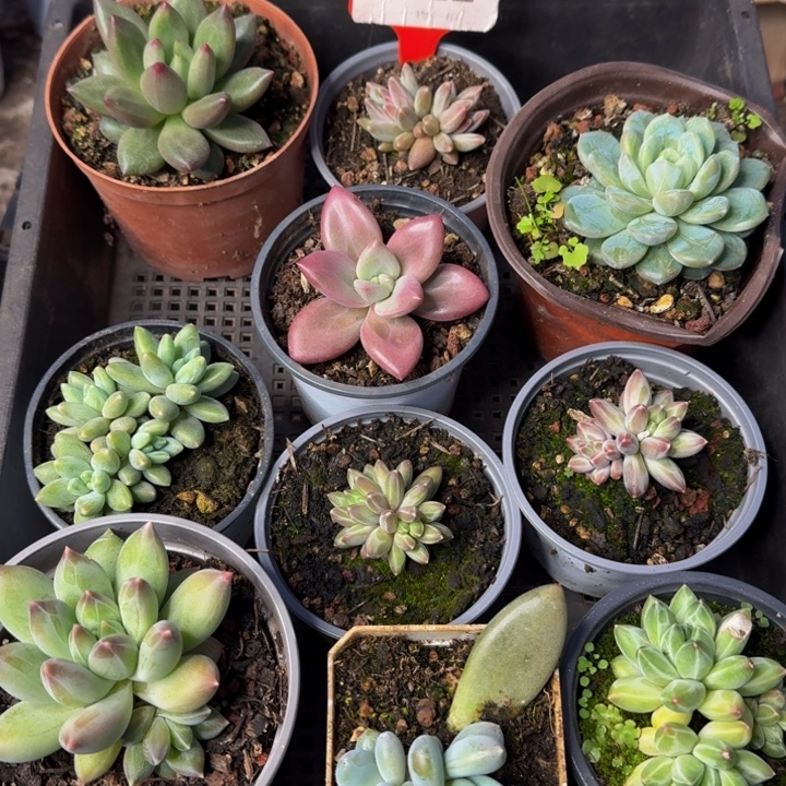 012多肉植物一物一拍