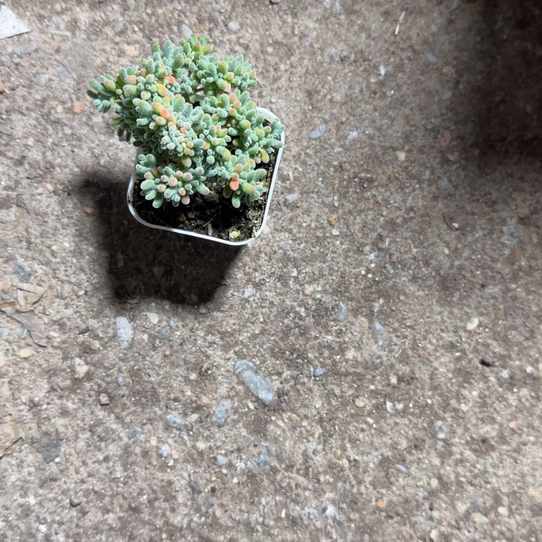 冰晶枝干多少植物