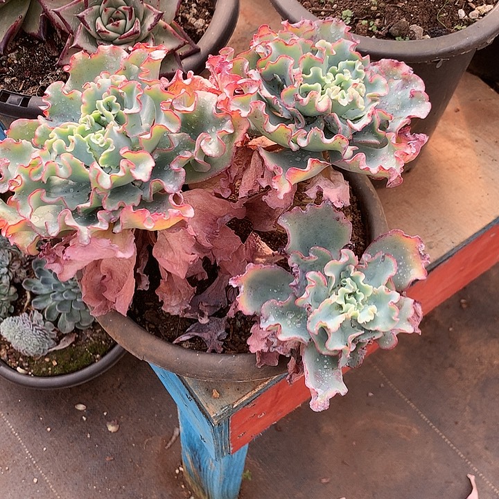 水***姐美肉特价活动开始啦