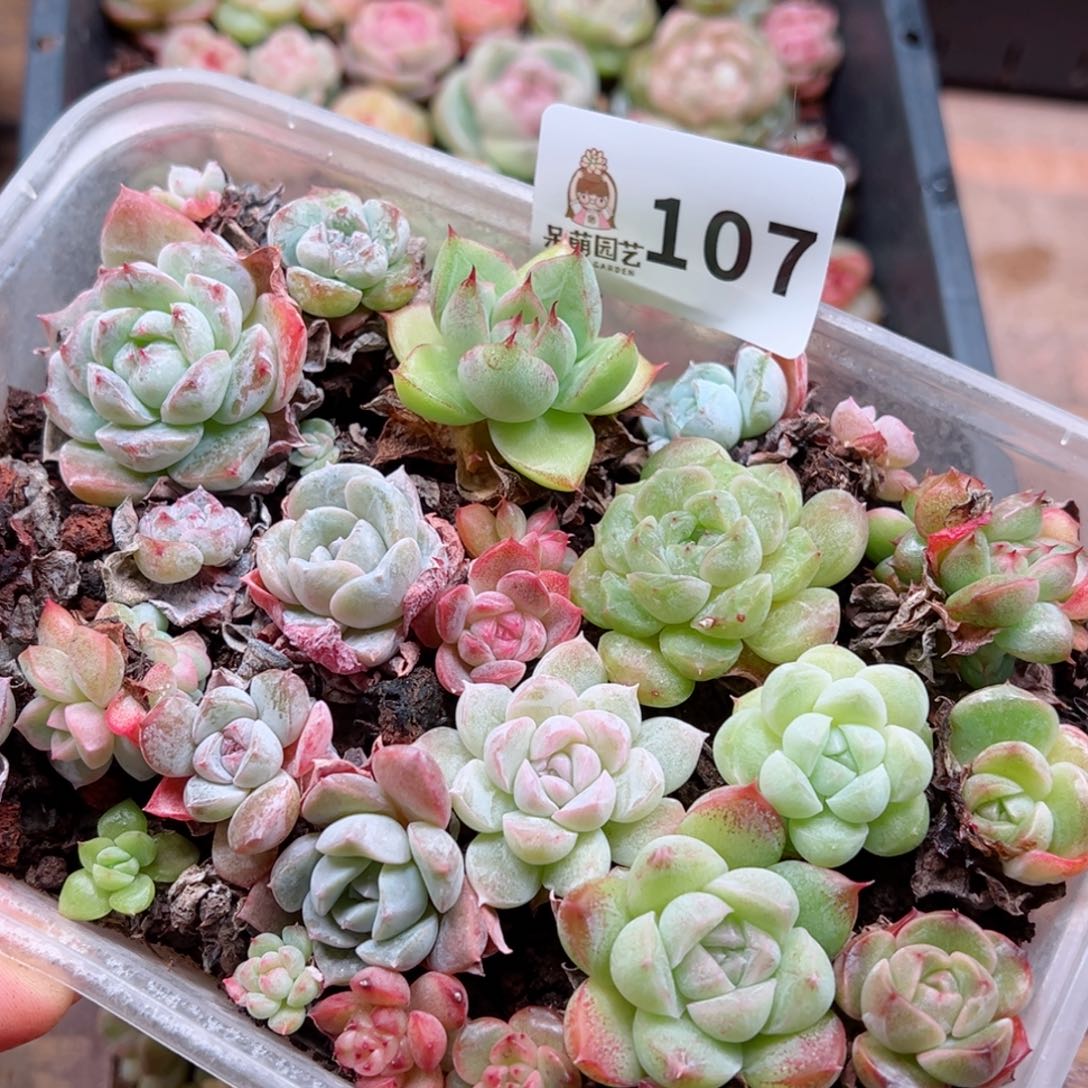 多肉植物多肉植物