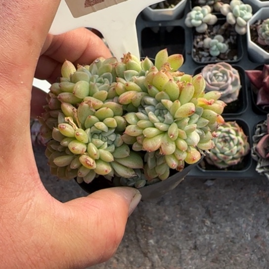 292麦秆缀多肉植物多