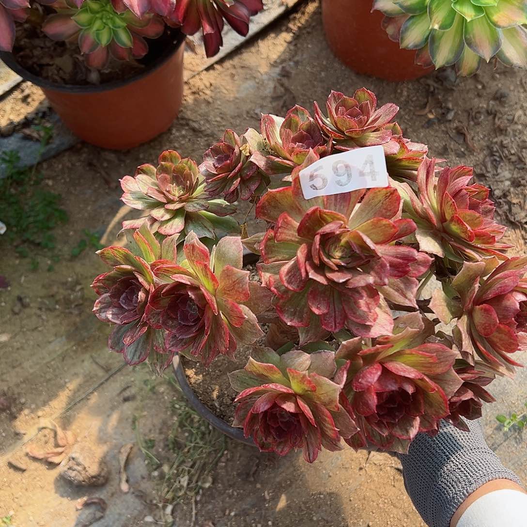 紫砂茶宠红丝绒老桩594号