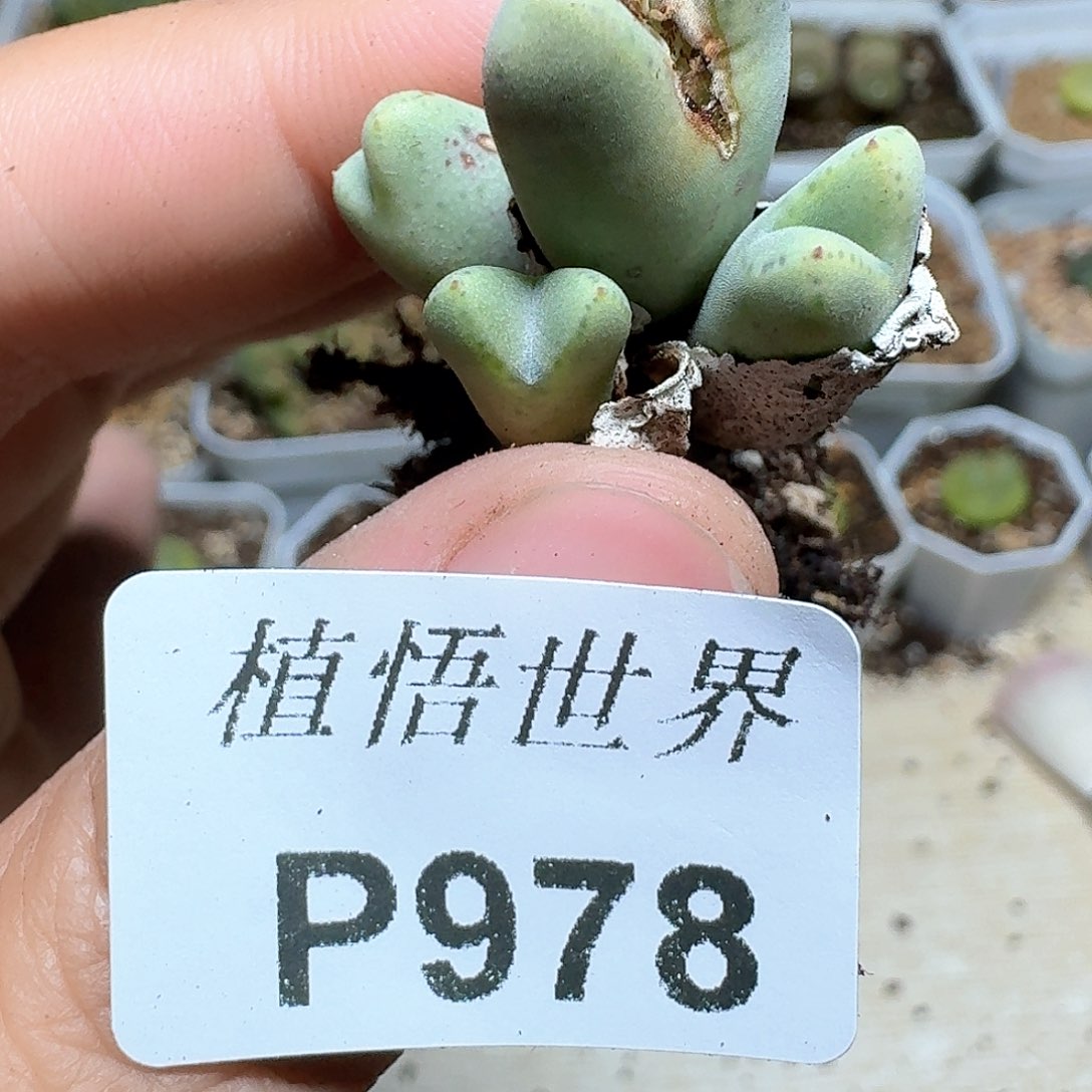 978盒多肉植物哇c k