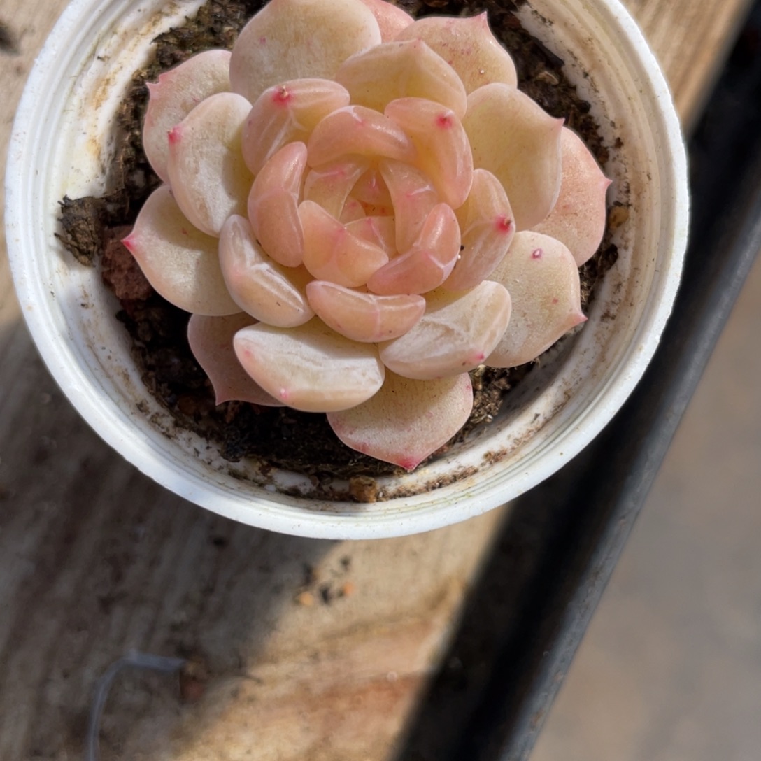 Z1364精品优选珍妮麦