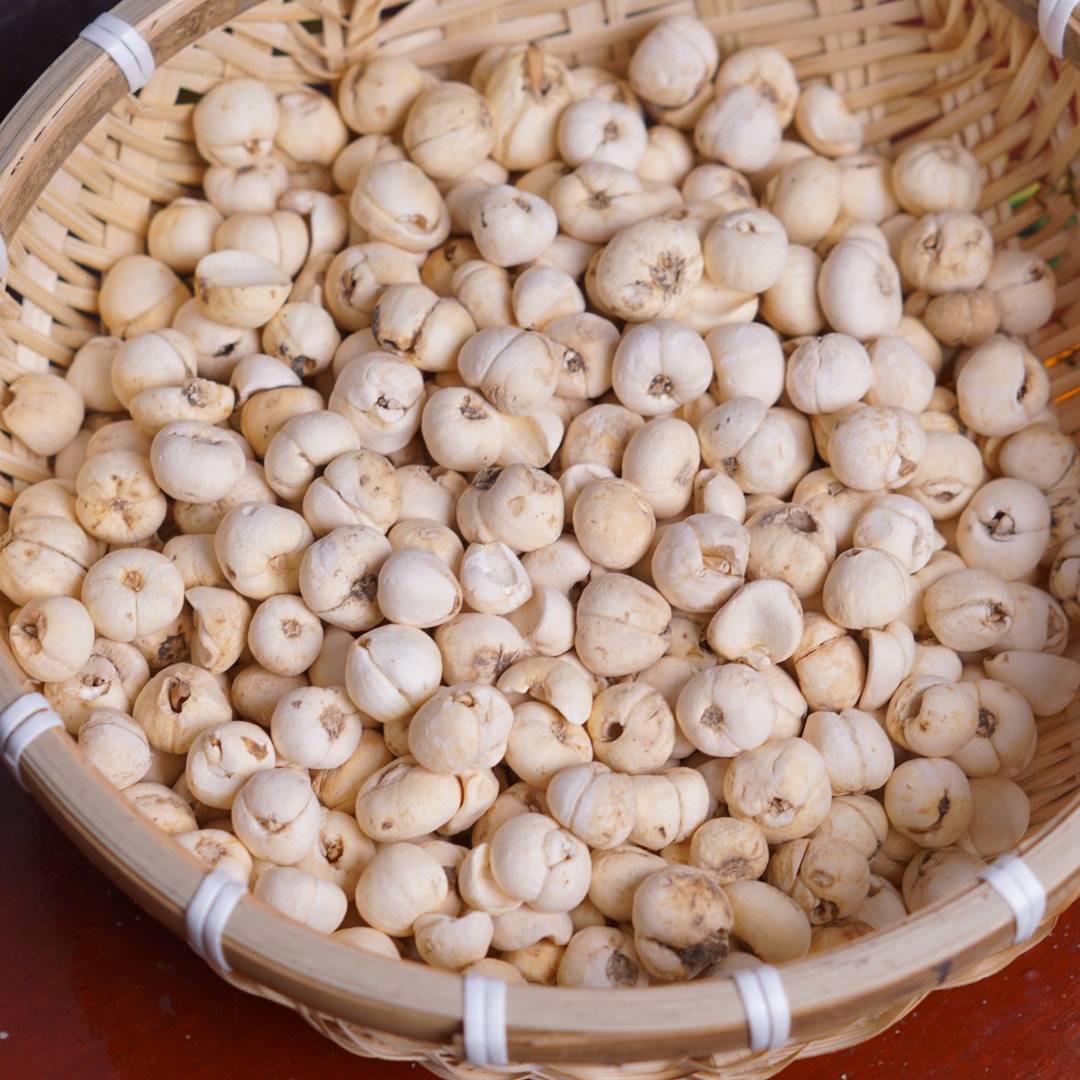 高原藏地莲花贝母 自然晒干