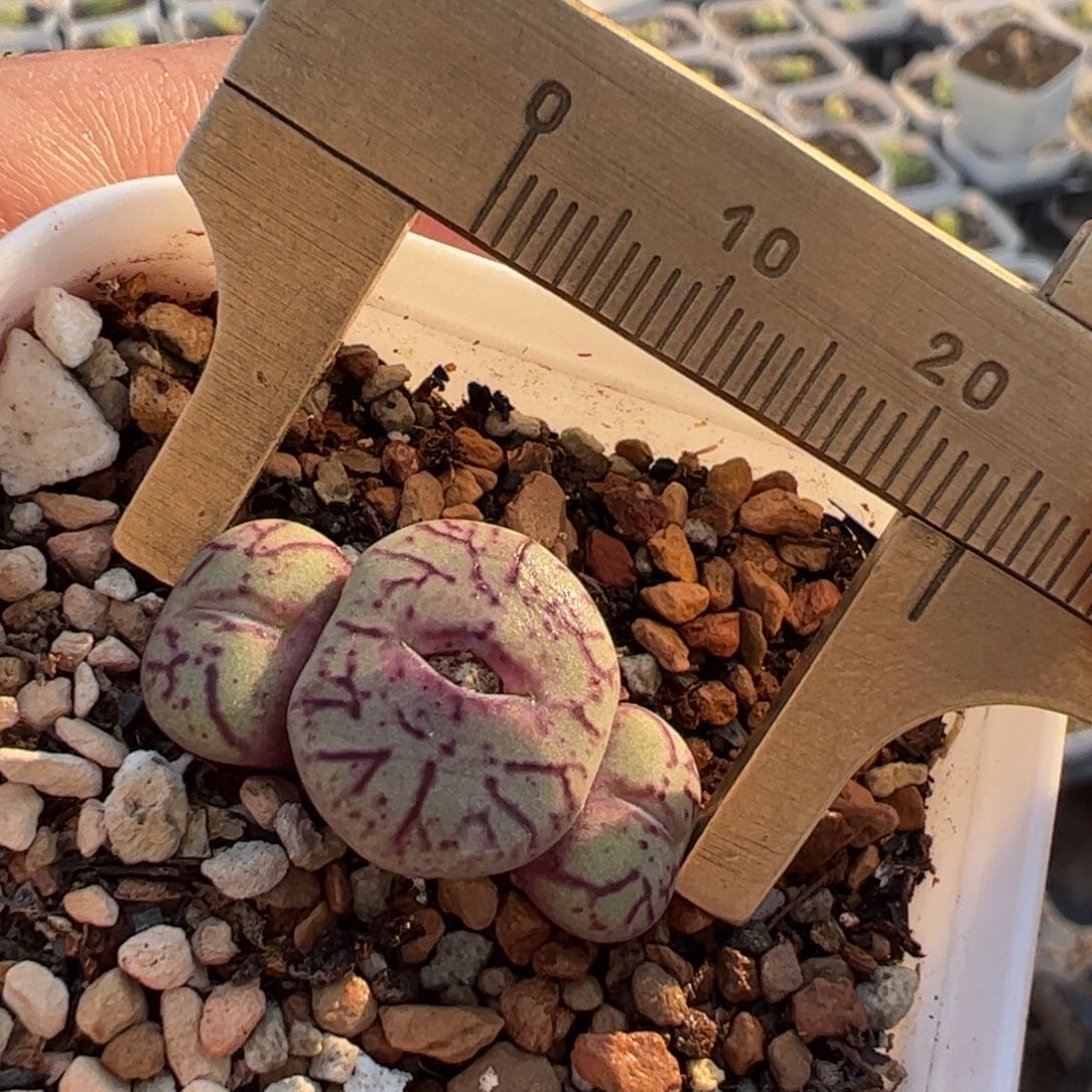 猴脸红纹青姬多肉植物