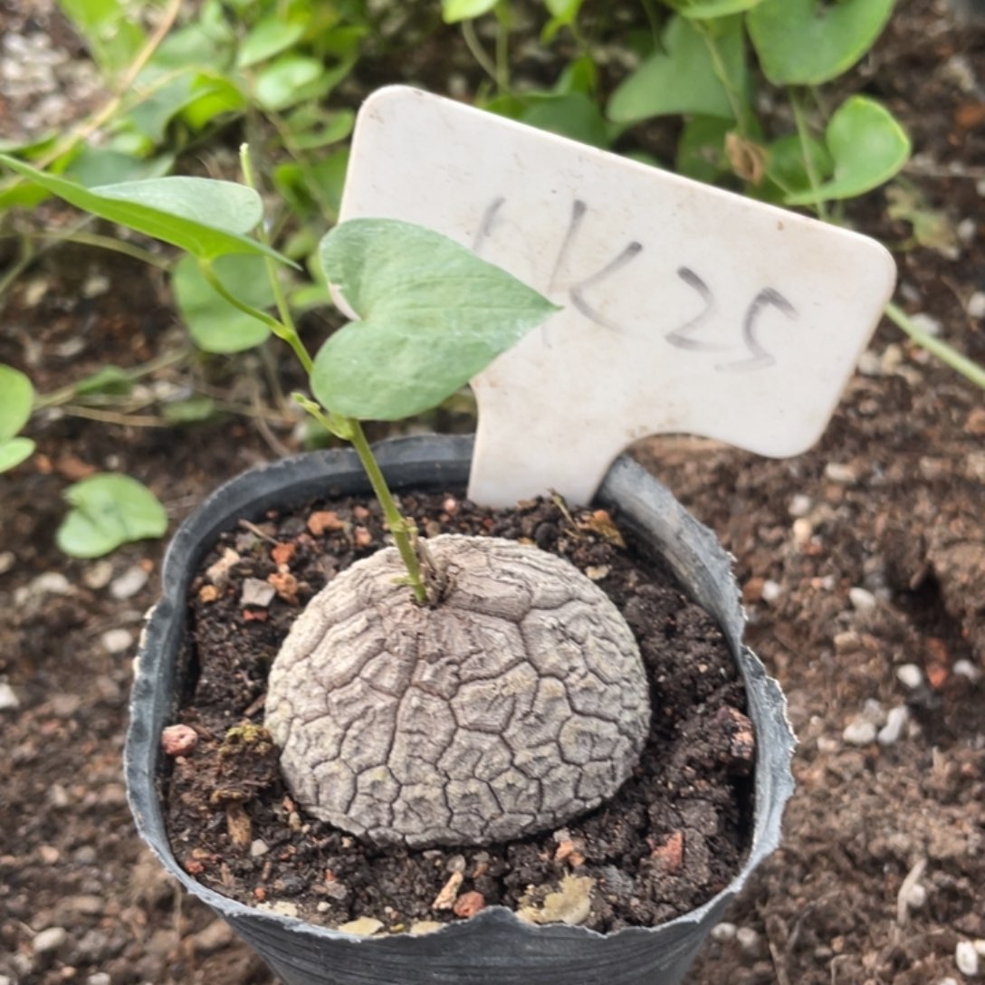 潜力小龟，不退不换