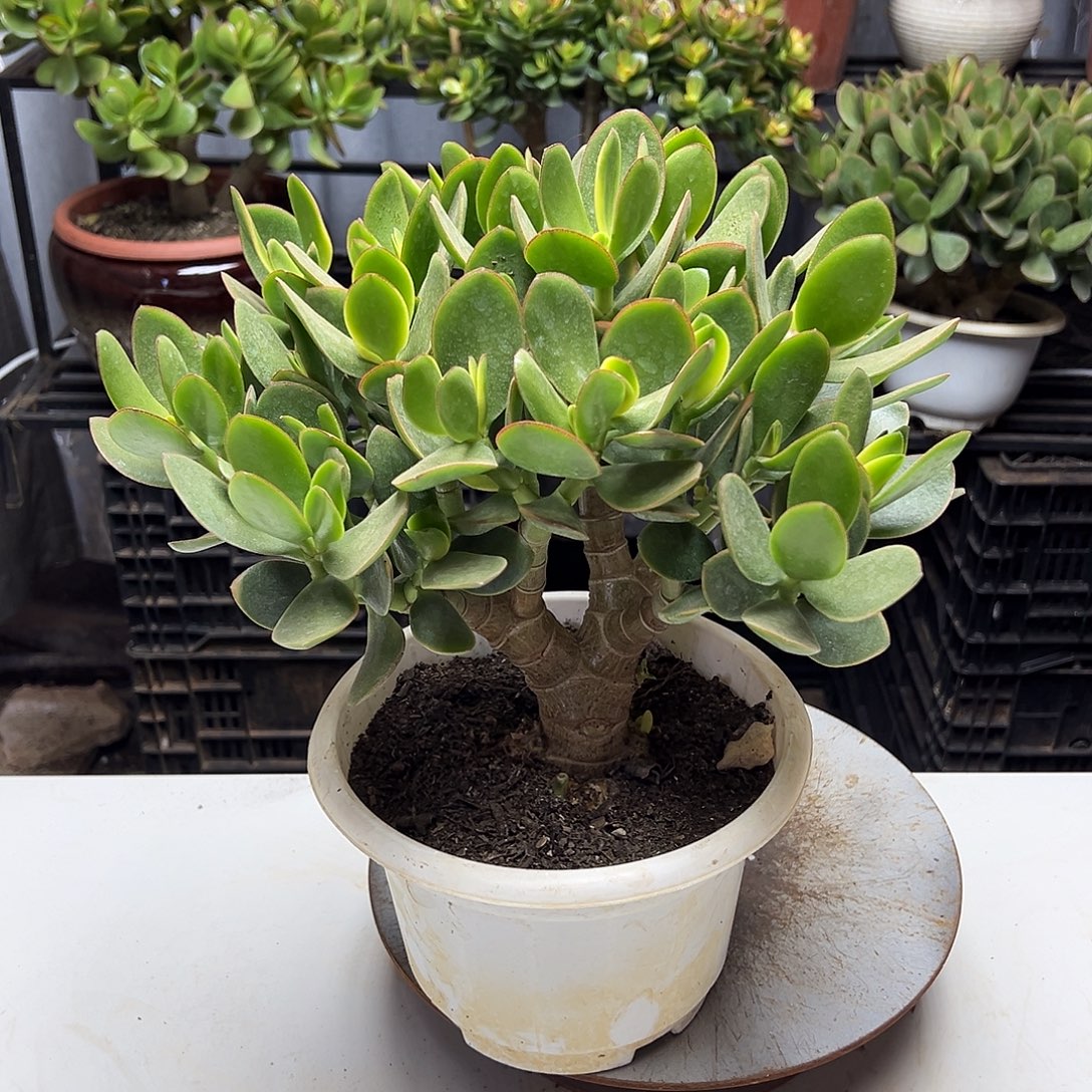 5年玉树锦带土球发货
