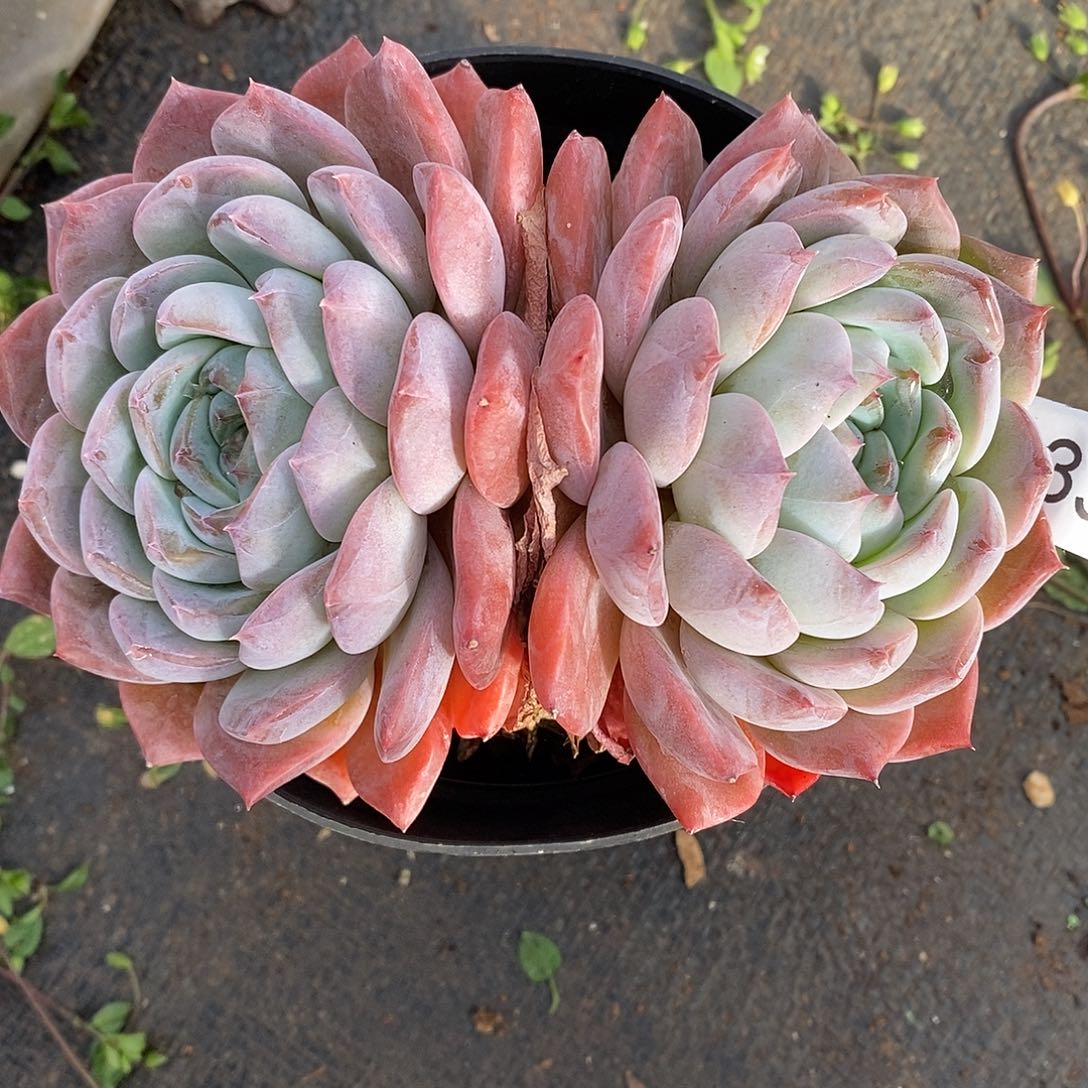 3395杂交老桩基地～12厘米