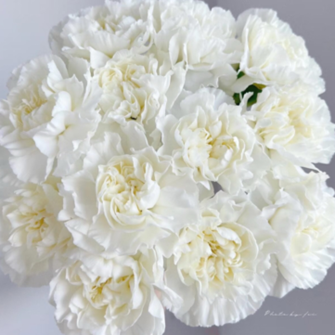 【只发新疆】白色单头康乃馨18支（2支不售后）