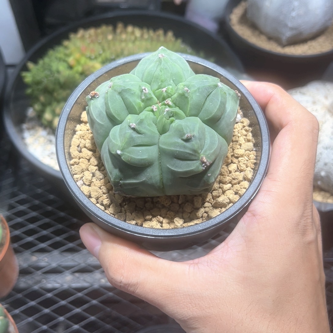 开波福利三角尤龟甲鸾