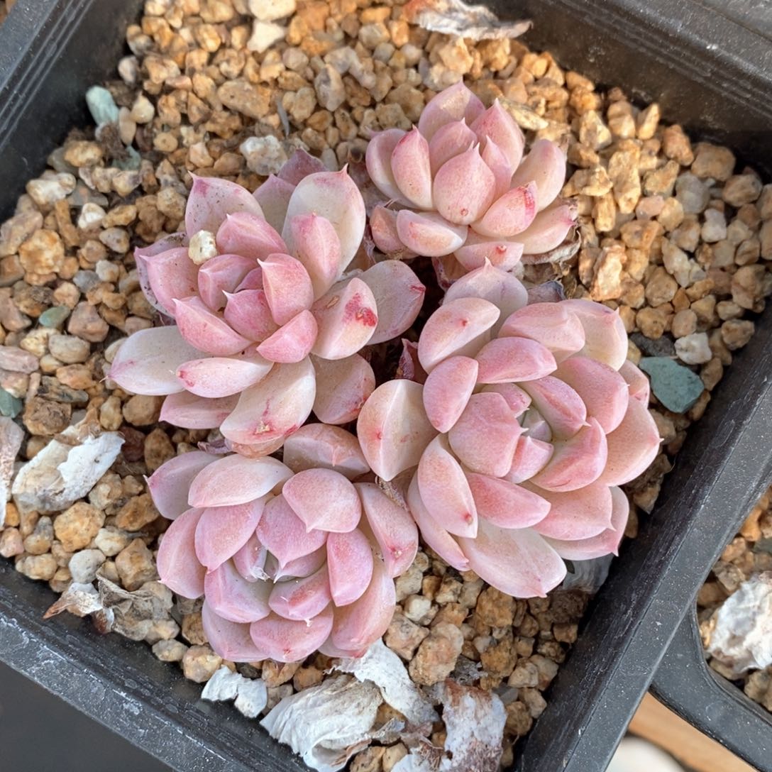 精品多肉一物一拍不包整88