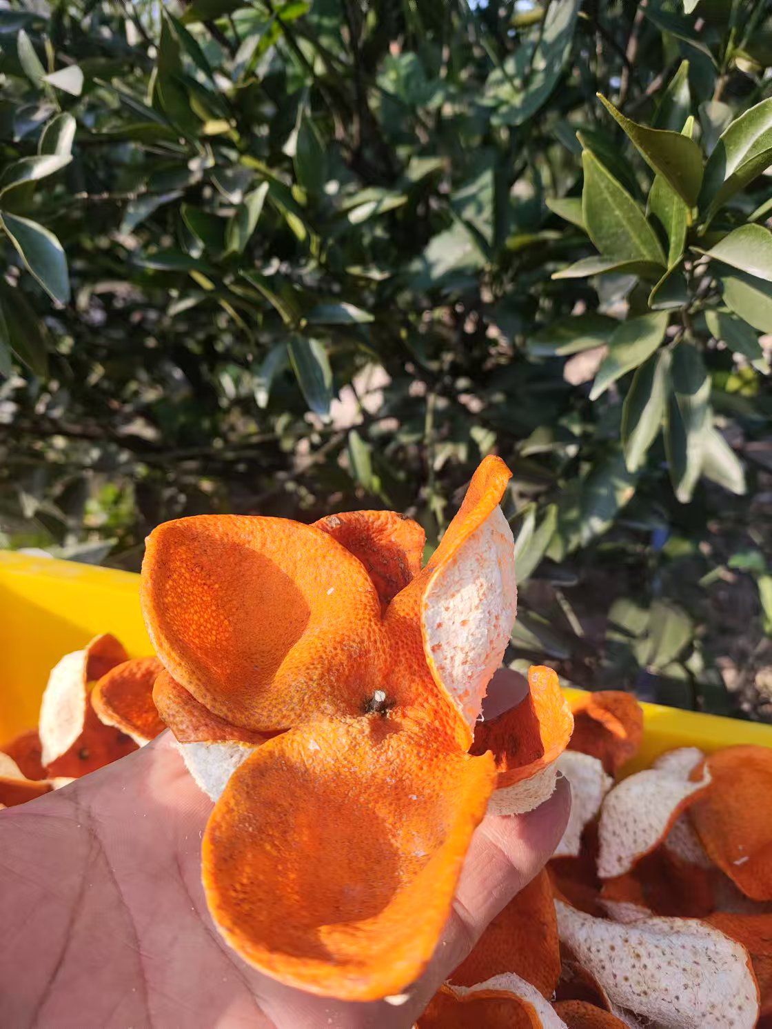 2025年梅江冬后柑皮 花香 甜润新会陈皮