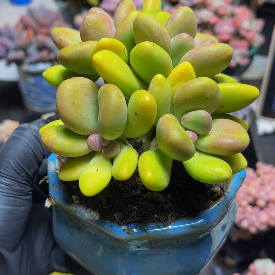 811芒果奶12厘米多肉